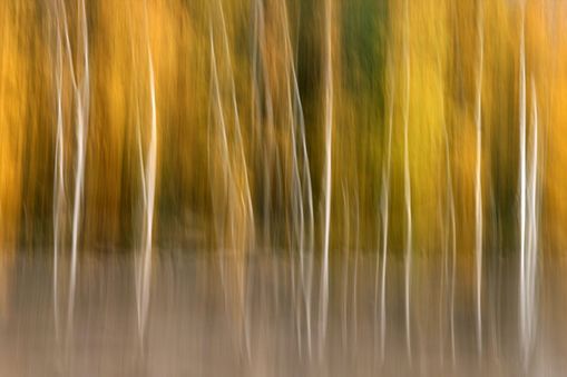 Birkenherbst