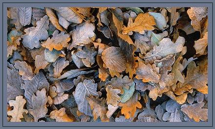 Herbstimpression
