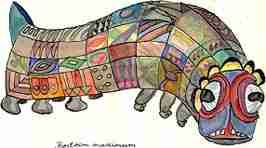 rostrum maximum Gro�maul