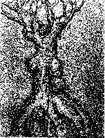 Tree of the eternal youth
