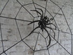 Spinne mit Netz