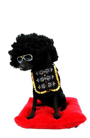 Afrodog