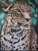 Leopard  Trkis