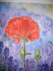 roter Mohn