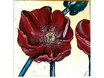 Poppy