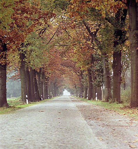 Alleestra�e in der Altmark