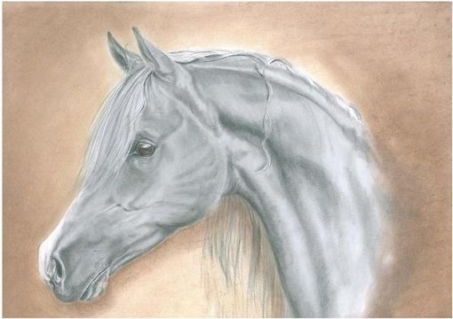 "Farag II-3" Araberhengst