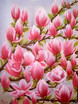 Mein Magnolienbaum