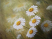 Margeriten