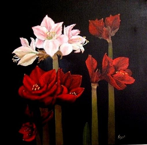 Amaryllis 2