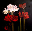 Amaryllis 2