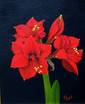 Amaryllis