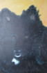 schwarzer Grospitz
