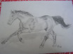Gallopierendes Pferd