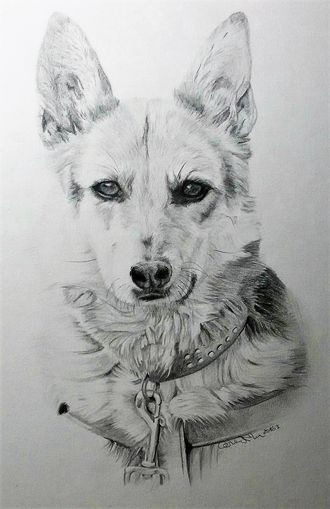 Schferfuchs