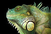 IGUANA