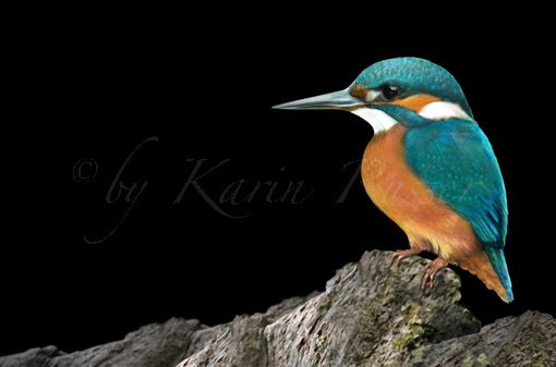 KINGFISHER