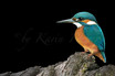 KINGFISHER