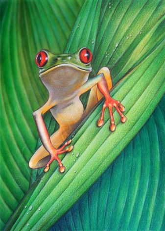NEUES VOM BAUMFROSCH