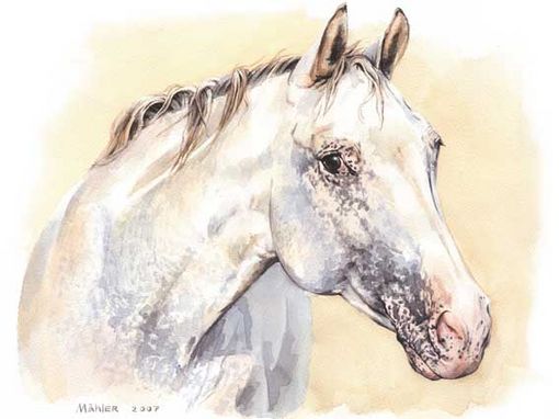 Pferdeportrait Appalosa