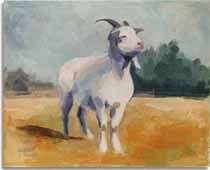 Tierportrait Ziege