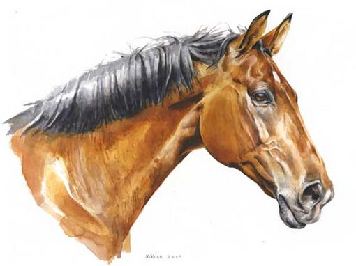 Pferde Portrait Amigo