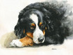 Tierportrait Berner Sennenhund