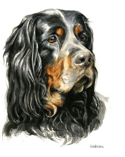 Hundeportrait Gordon Setter