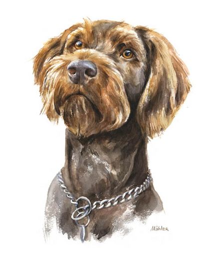 Hundeportrait Deutsch Drahthaar