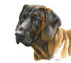 Hundeportrait Barosch