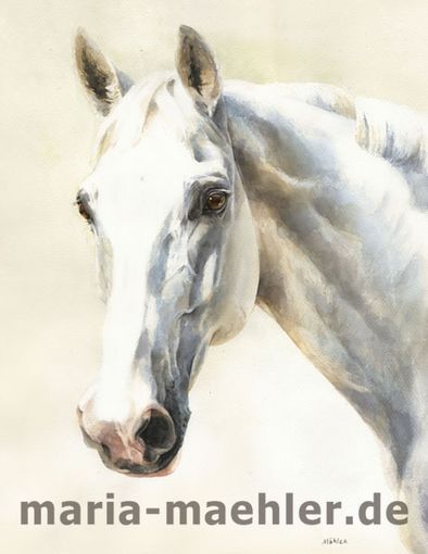 Pferdeportrait