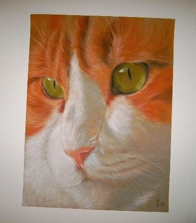 Tierportrait  Tier portrait - Rot Weie Katze