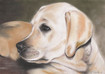 Tierportrait  Tier portrait - Labrador Hell