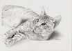 Tierportrait  Tier portrait - Orientalischer Kater