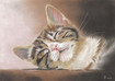 Tierportrait  Tier portrait - Ktzchen  Kitten