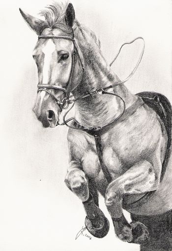Tierportrait  Tier portrait - Spring Pferd