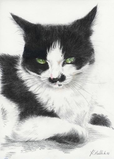 Tierportrait Tier Portrait Schwarz Weiße Katze Mit Grünen
