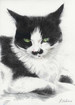 Tierportrait  Tier portrait - Schwarz Weie Katze mit Grnen Augen