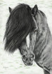 Tierportrait  Tier portrait - Shetland Pony  Hengst 