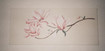 Magnolien