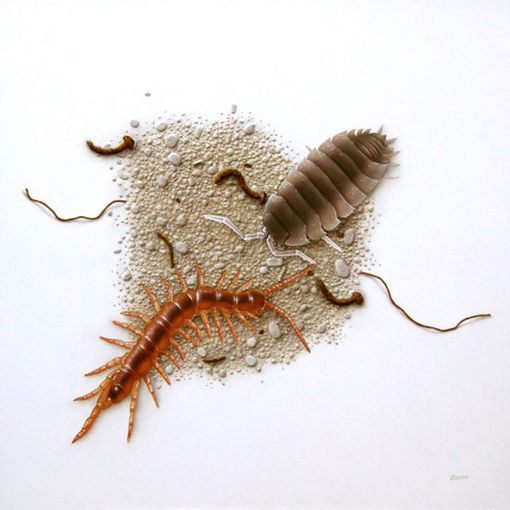 Steinl�ufer kontra Assel