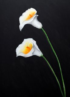 CALLA
