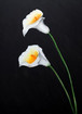 CALLA