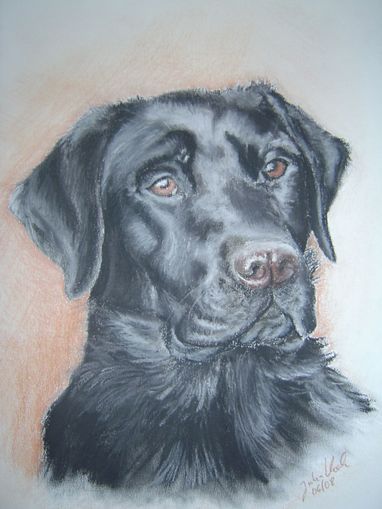 Labrador 2
