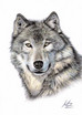 Der Wolf