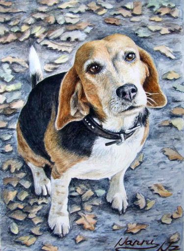 Beagle Nanni