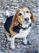 Beagle Nanni