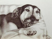 Frieda