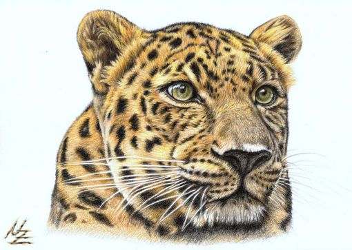 Leopard