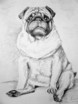 Hundeportrait Mops A...